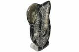 Fossil Goniatite & Orthoceras Sculpture - #104259-1
